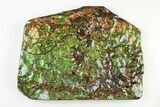 Brilliant Ammolite (Fossil Ammonite Shell) - Alberta, Canada #197502-2